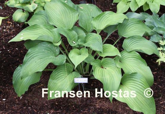 Hosta Spirit of St. Louis